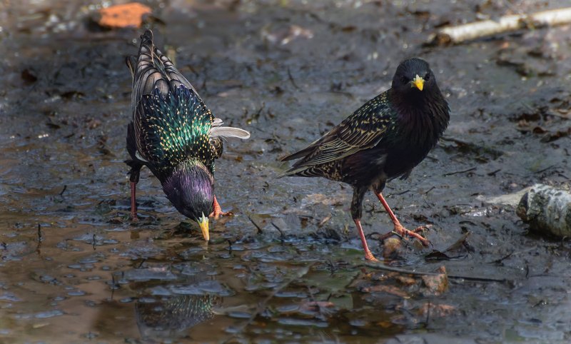 птица, скворец, водопой, Скворцы .. фото превью