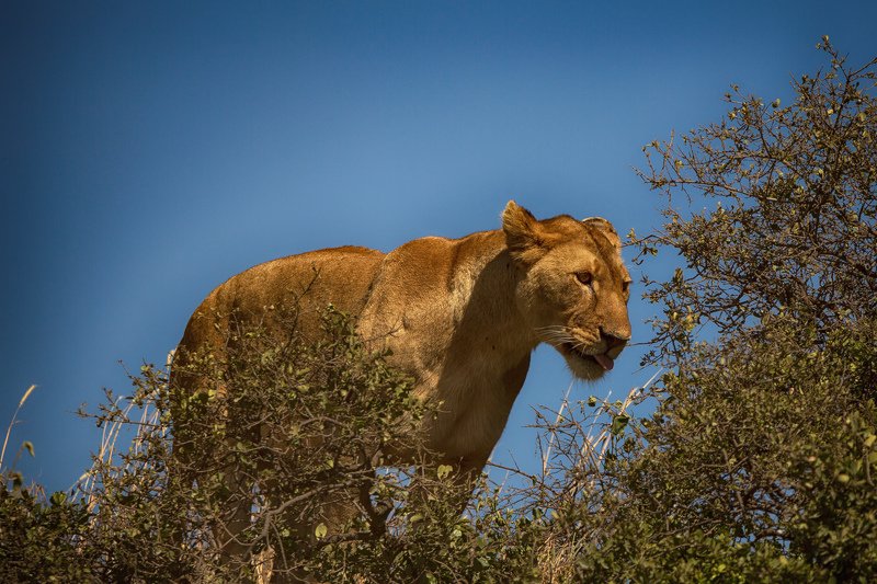 Смотрящийphoto preview