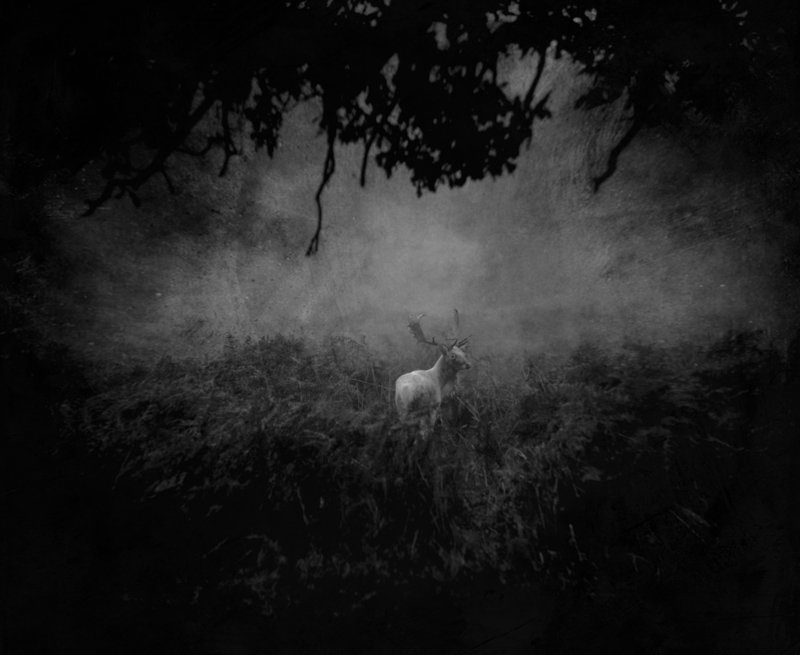 The last Albino...photo preview