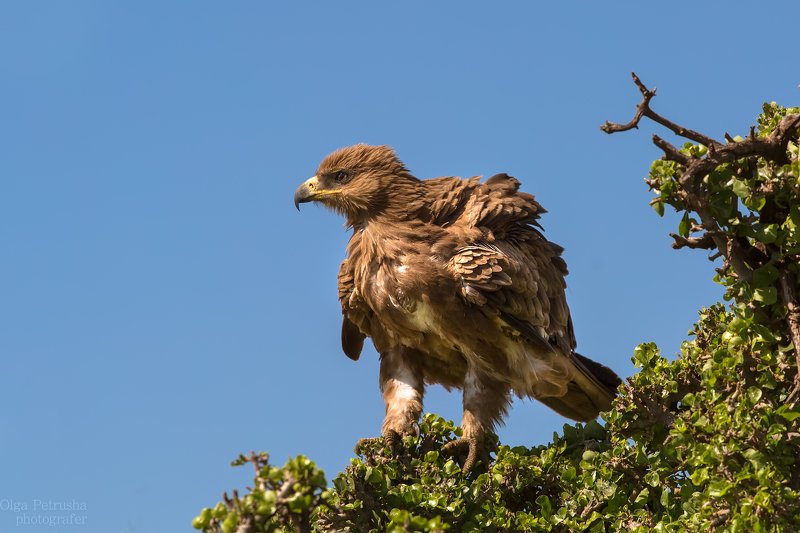 птица, орел, африканский_орел, хищник, небо, дерево, полет Африканский каменный орел.photo preview