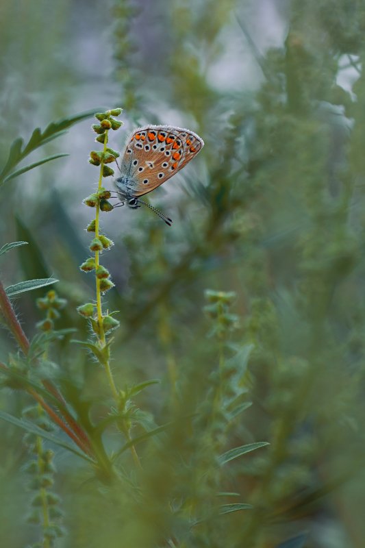 бабочка,крылья,свет,трава,блик,природа ***photo preview