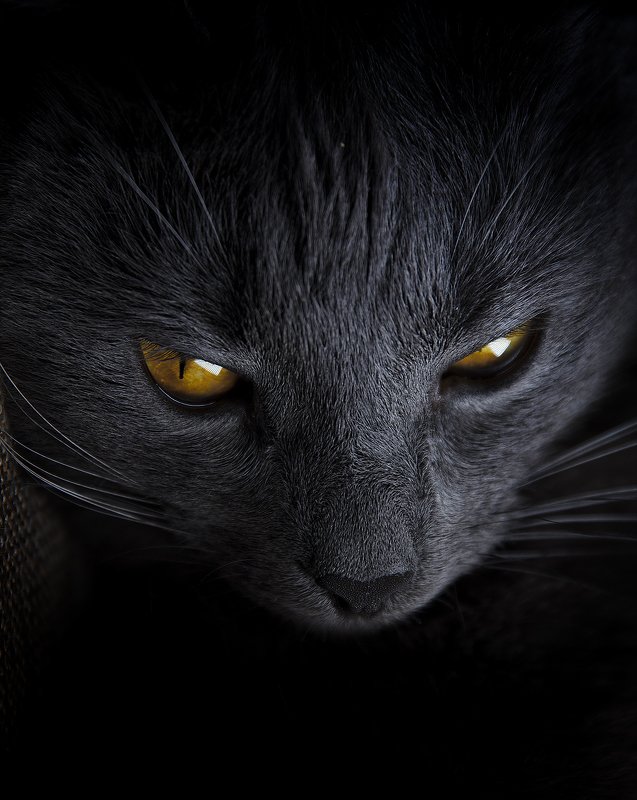 В каждом коте живет маленький демон. Ну это как свет поставить photo preview