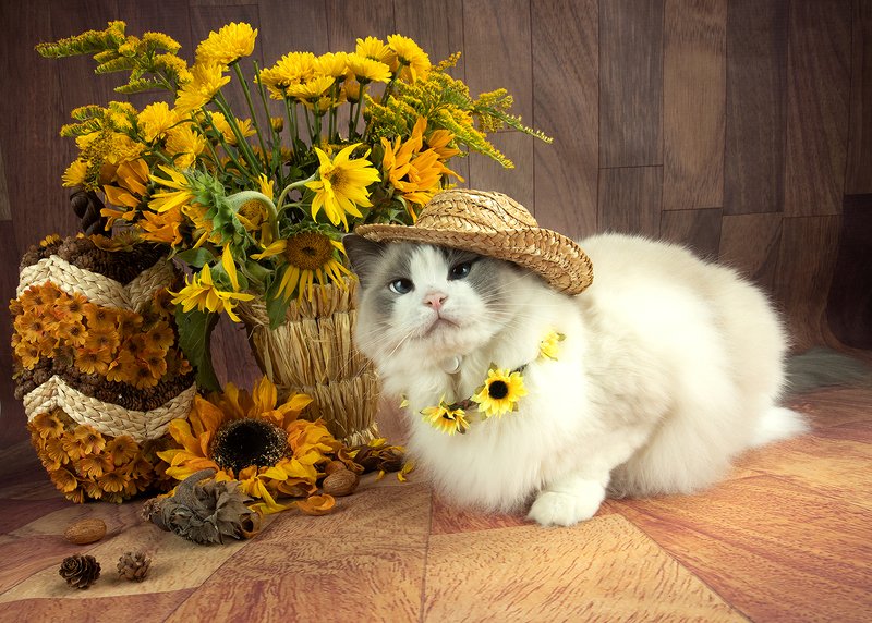 натюркотики Скоро осень...  Матильда, Рыжик и Маркизphoto preview