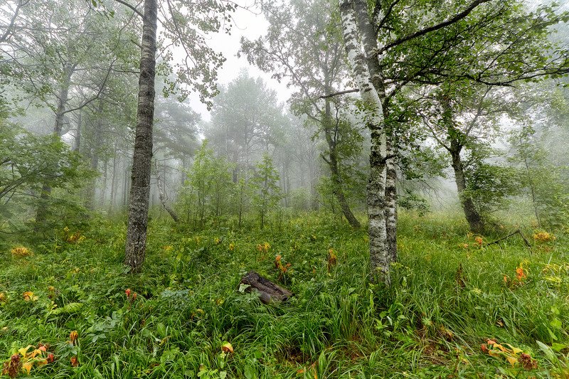 южный урал,оренбургская область, орск, новотроицк,башкирия, башкиртостан Лес и Туманphoto preview