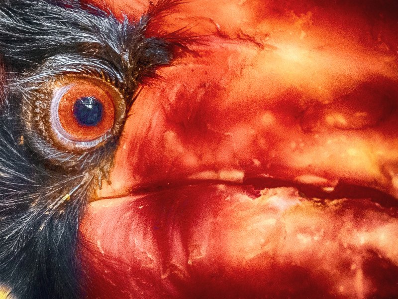 Огненная акварель гомраяphoto preview