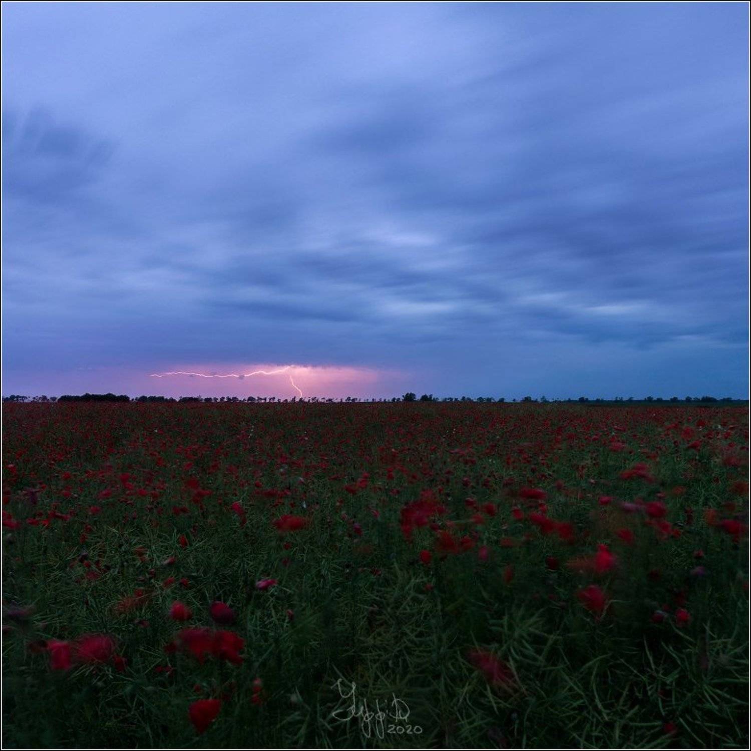 Гроза над маковым полем. Автор: Roman Radkevich молния, гроза, маковое поле, Roman Radkevich