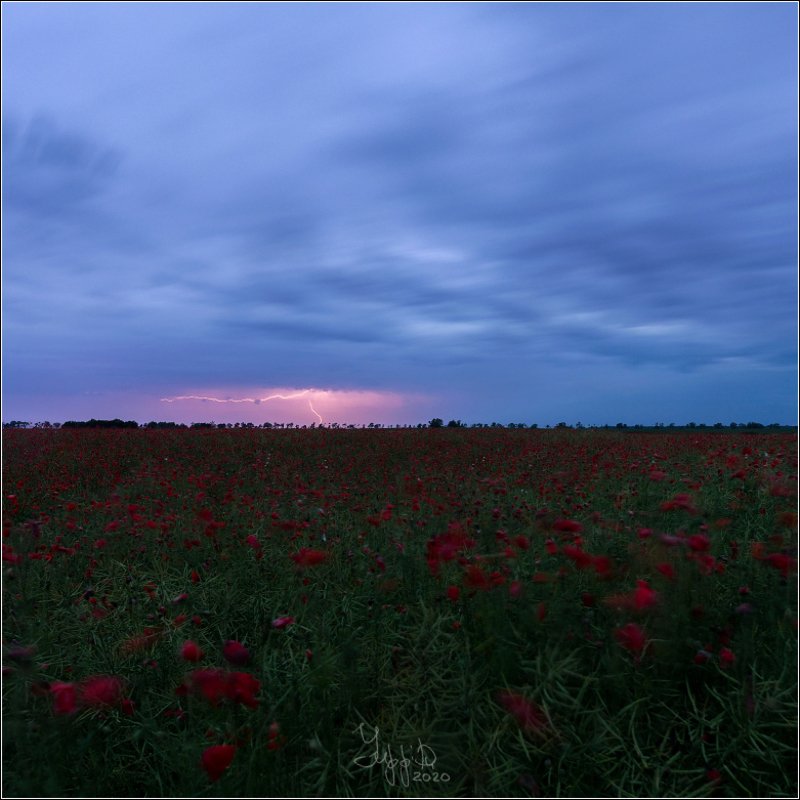 молния, гроза, маковое поле Гроза над маковым полемphoto preview