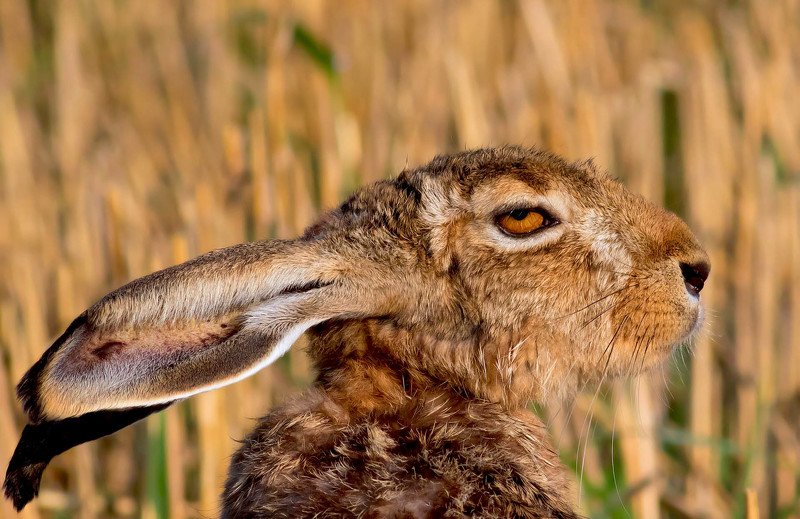 ,...,..,,photo preview