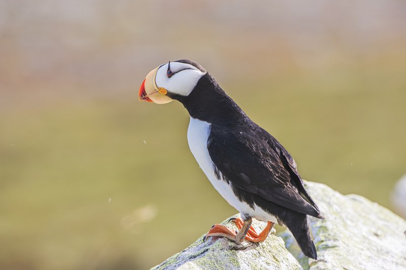 ипатка ИПАТКАphoto preview