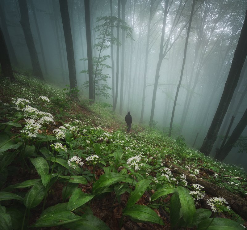 Lost in the mistphoto preview