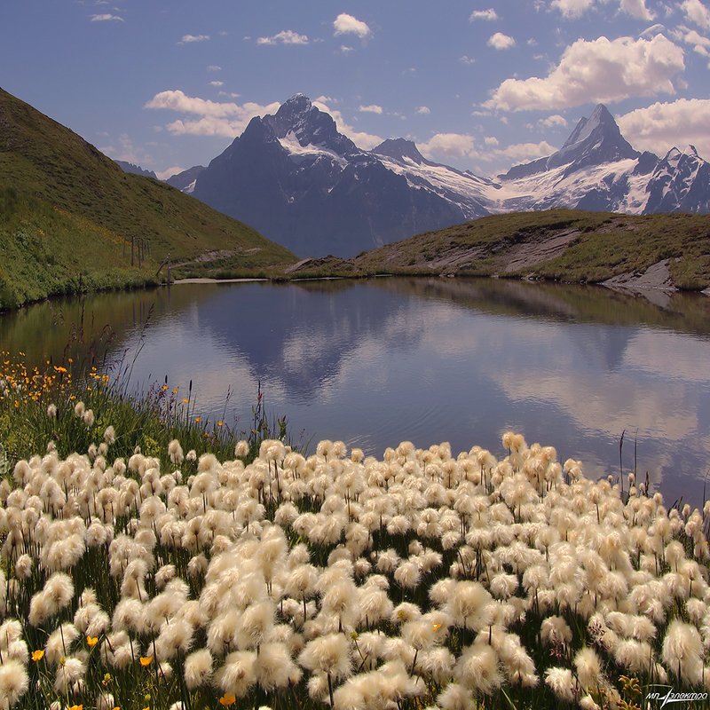 swiss,grindelwald,швейцария Пушистая жизньphoto preview