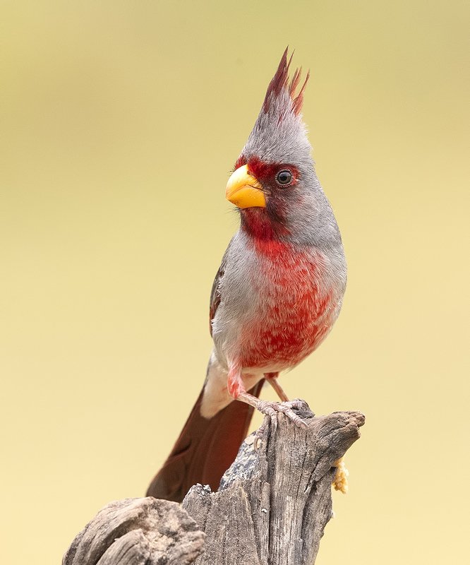 pyrrhuloxia, пустынный кардинал, кардинал, tx, texas,cardinal Pyrrhuloxia male - Пустынный  кардиналphoto preview