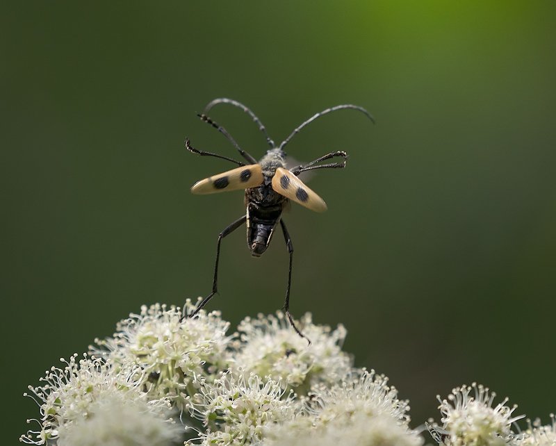 природа, насекомые, жук, взлёт Прощай! Земля!photo preview