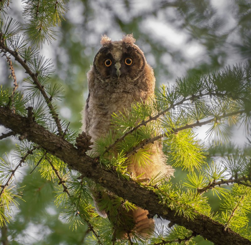 птица, сова, слёток, молодая ушастая сова.. фото превью