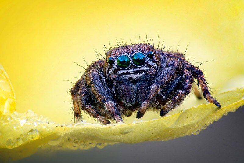 Во все глазаphoto preview