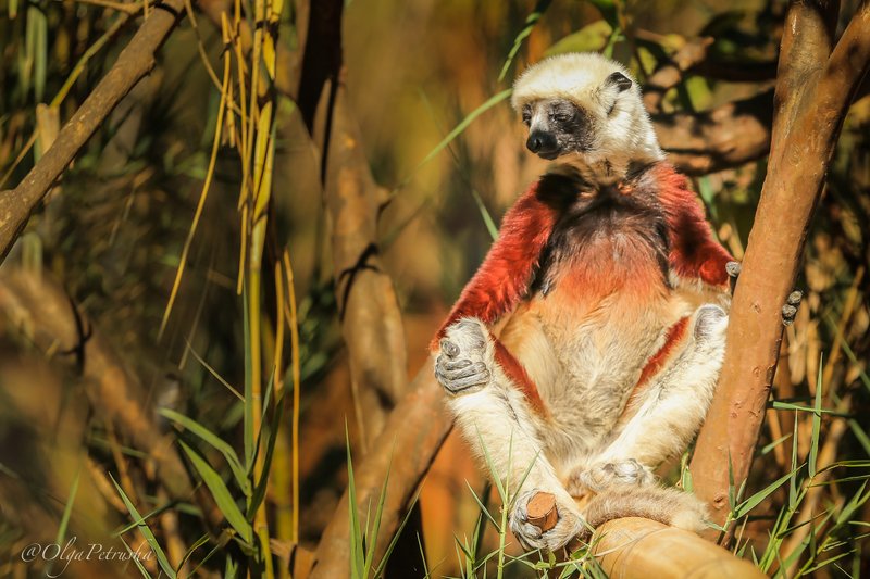 лемур, мадагаскар, дерево, медитация, золотистый Медитация.photo preview