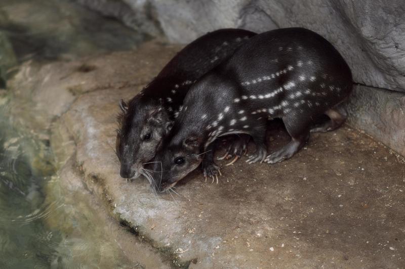 Cuniculus paca фото превью