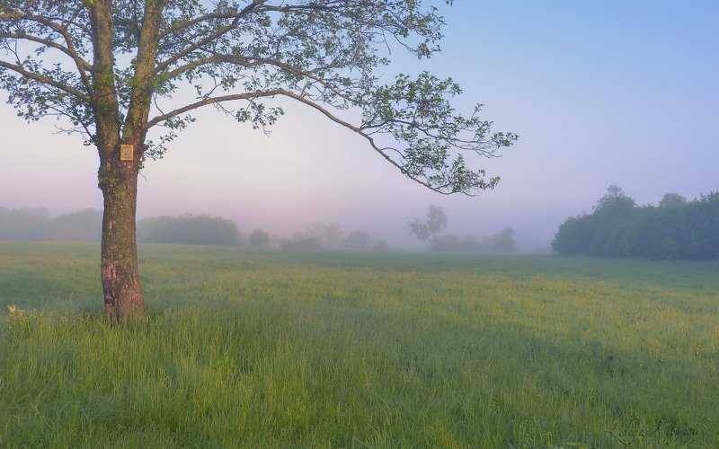 пейзаж, утро, лето, туман начало дня фото превью
