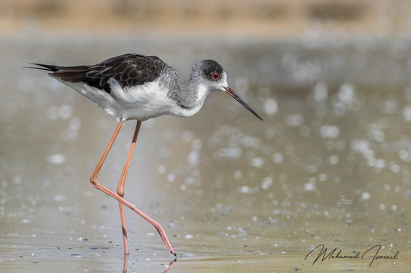 Black-winged stiltphoto preview