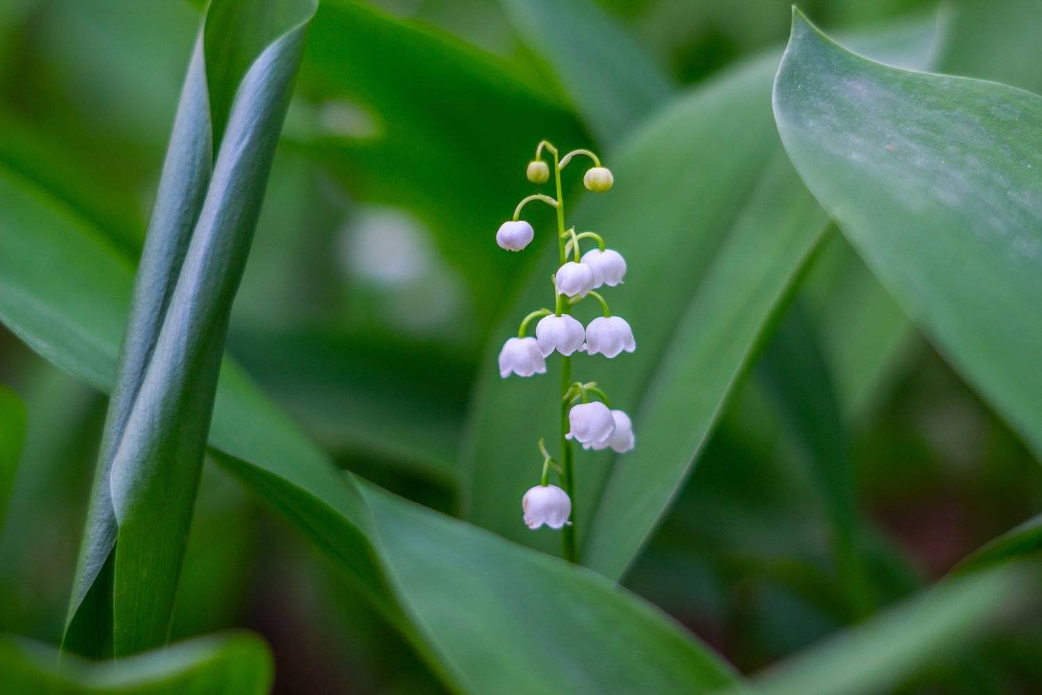 Автор: Руслан Востриков цветы, природа, лес, ландыши, весна, Руслан Востриков