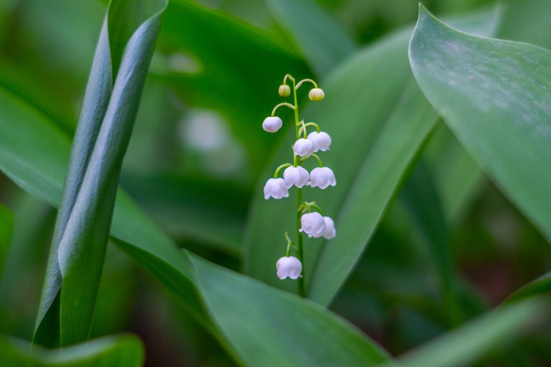 цветы, природа, лес, ландыши, весна photo preview