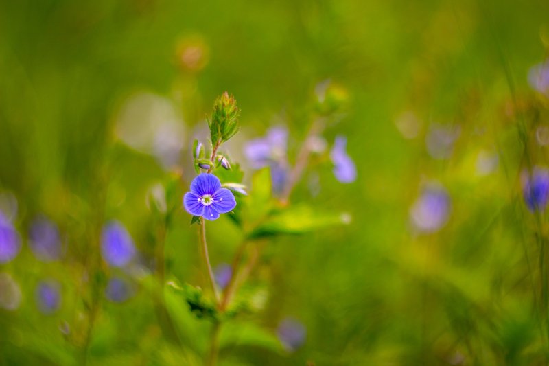 цветы, природа, весна, вероника photo preview