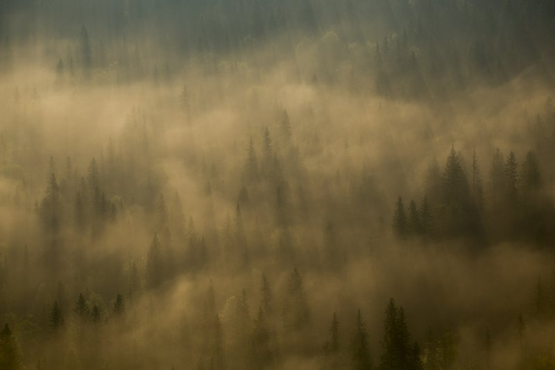 россия, урал, тайга, лес, туман, парма, дымка, свет, утро Магия таежного утраphoto preview