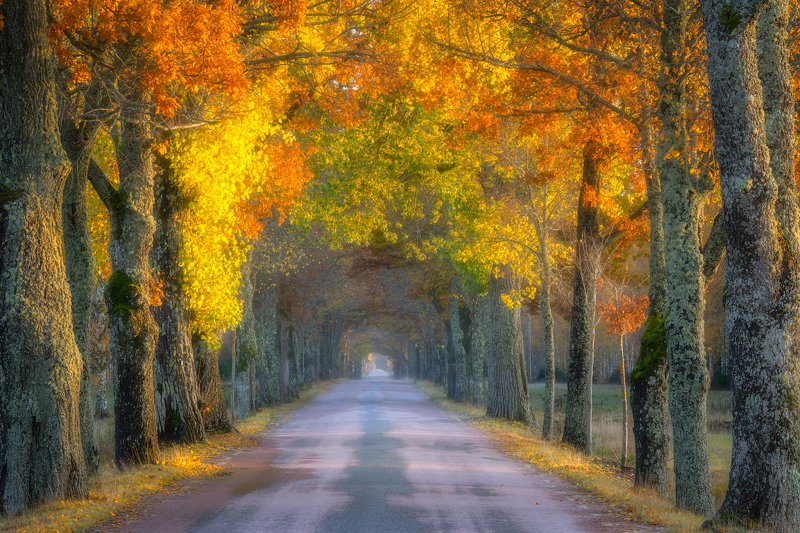 Alley, autumn, Autumn Alley, Avenue, Bird Lichen, fall, Fall alley, gold, Golden Hour, Golden Light, Lichen, Light, moss, ochre, orange, Road, street, Sunlit, Sunrays, trees, Treetrunks, Wood, Yellow Golden Passagewayphoto preview