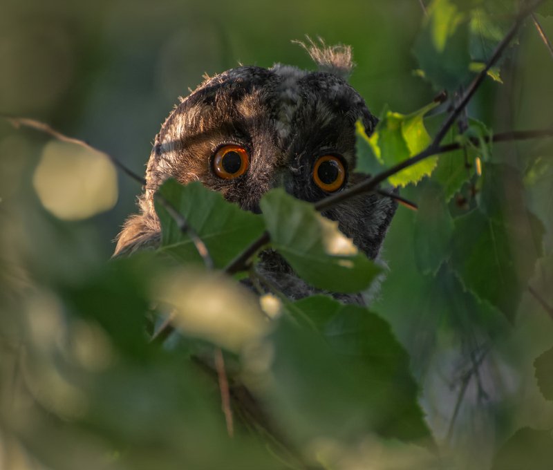 птица, сова, слёток, страшно то как! фото превью