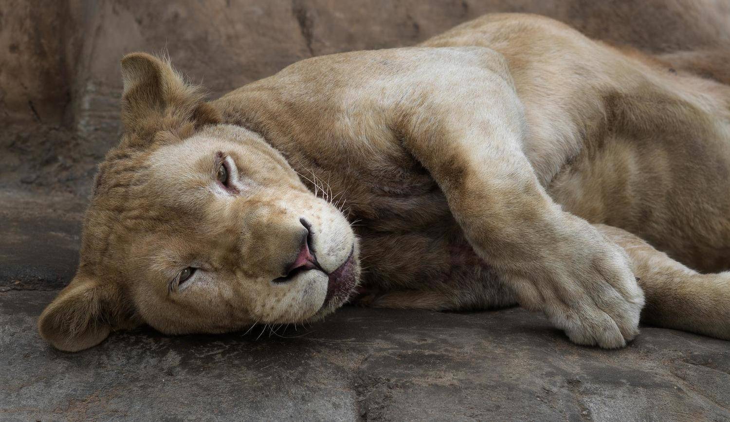 lioness. Автор: Полина Хрол cat,wild, wildanimal, wildanimals, wildlife, wildlifephotography, wild_animal, wildanimalphotography, кот, беларусь,минский зоопарк,minsk zoo, belarus,лев, lion, Полина Хрол