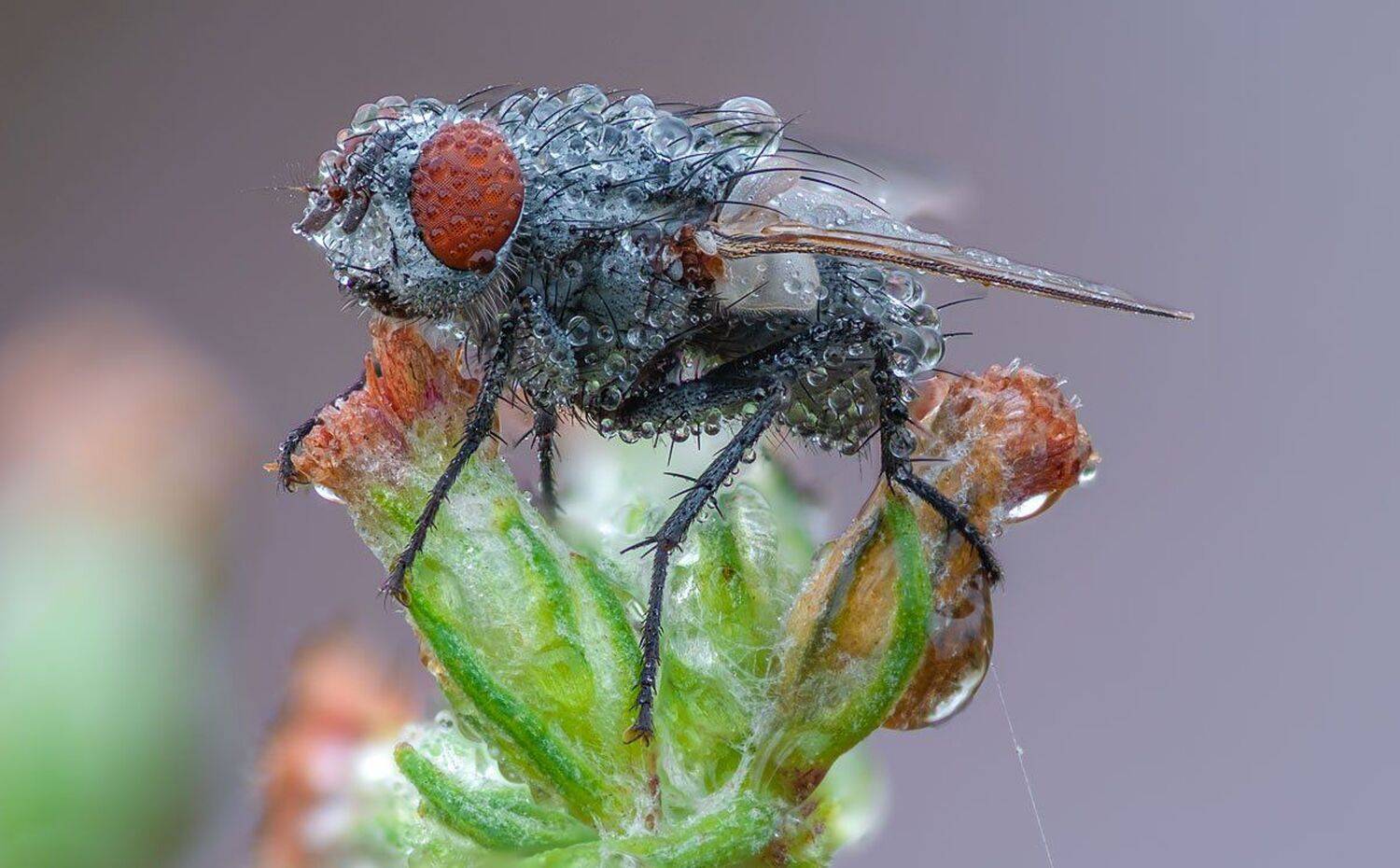 , Сергей Брагин