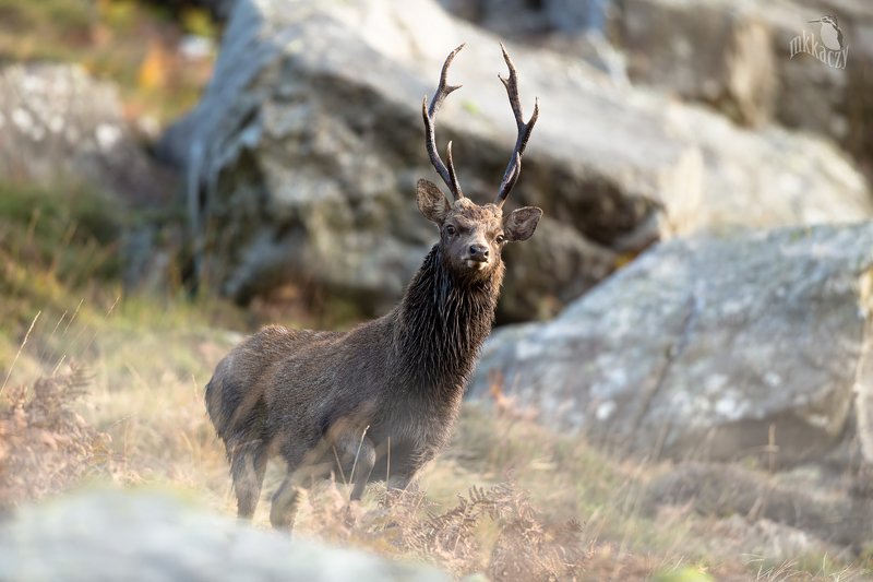 Sika deerphoto preview