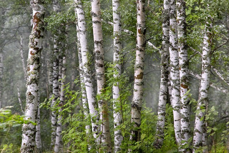 южный урал,оренбургская область, орск, новотроицк,башкирия, башкертостан Березняк, как он есть..photo preview