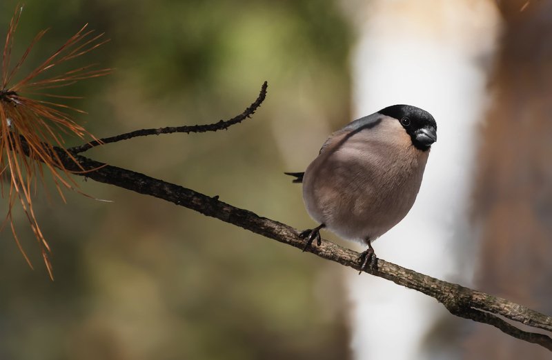 снегирь (самка).. фото превью