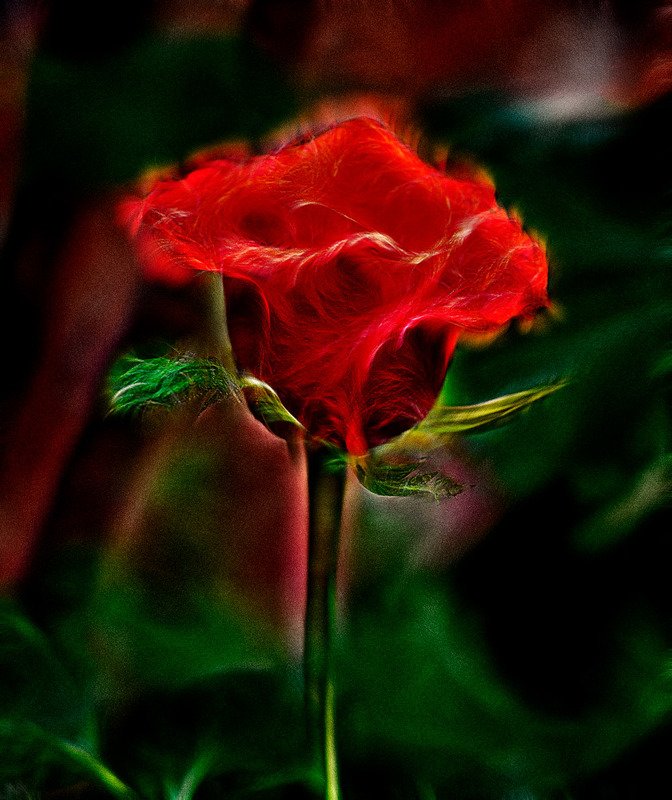 Розочкаphoto preview