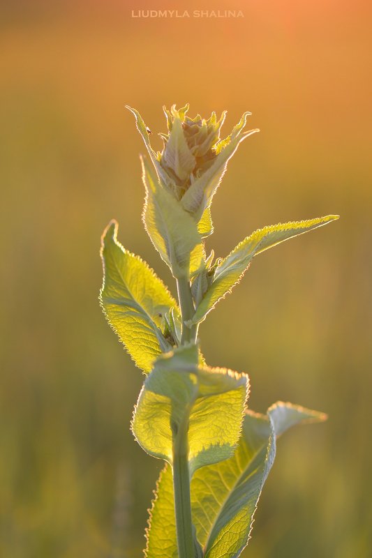 Девясилphoto preview