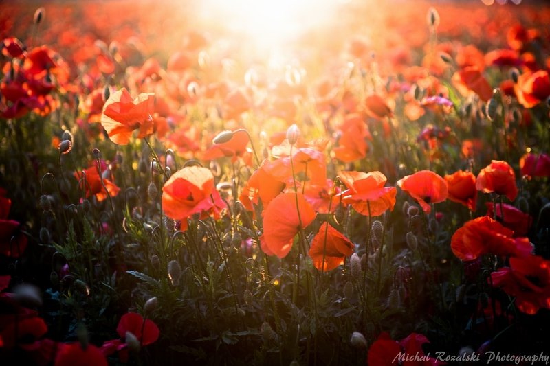 poppies, ,meadow, ,flowers, ,sunlight, ,light, ,nature, ,spring, ,season, Poppies bathing in the light of setting sun.photo preview