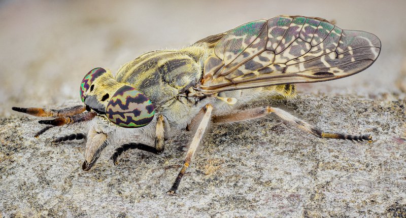 Horse flyphoto preview