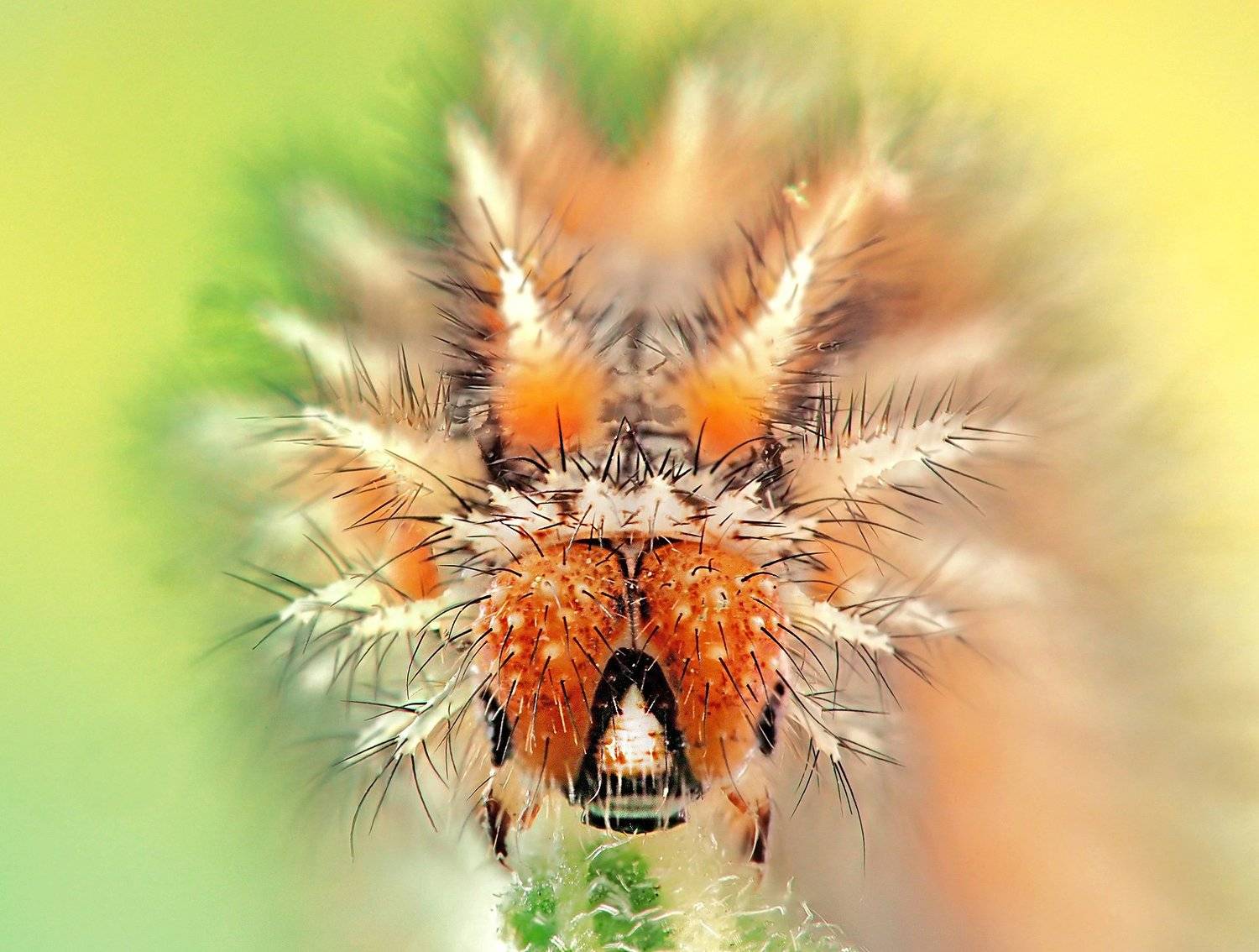 , Алёна Шевцова