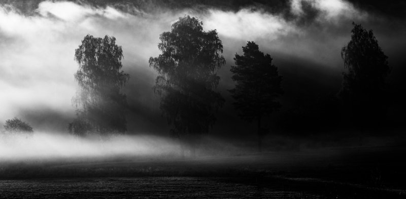 Misty forestphoto preview