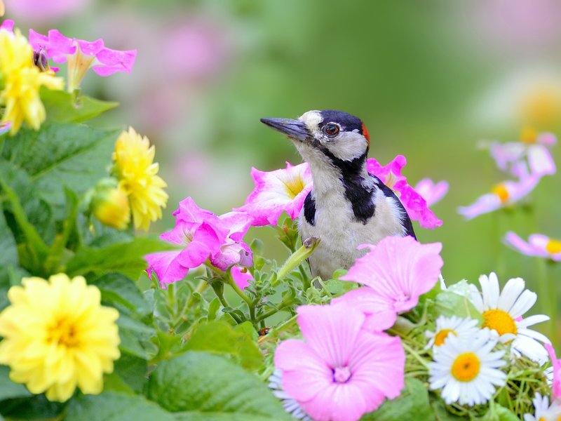 природа, фотоохота, пестрый дятел, птицы, животные, цветы, лето Среди цветовphoto preview