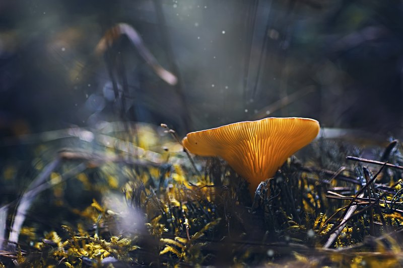 свет,трава,блик,природа,гриб,мох,листва,пыль ***photo preview