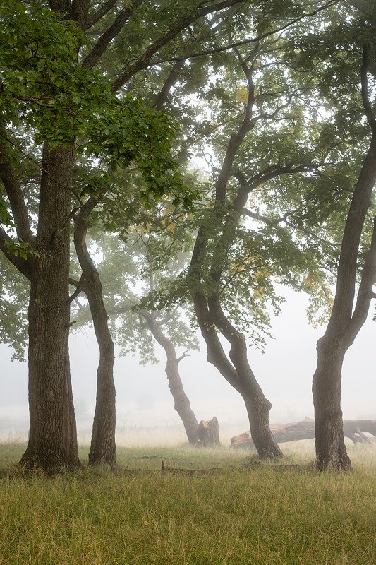 природа утро туман деревья У края лесаphoto preview