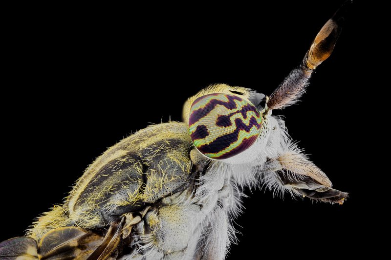 Horse flyphoto preview