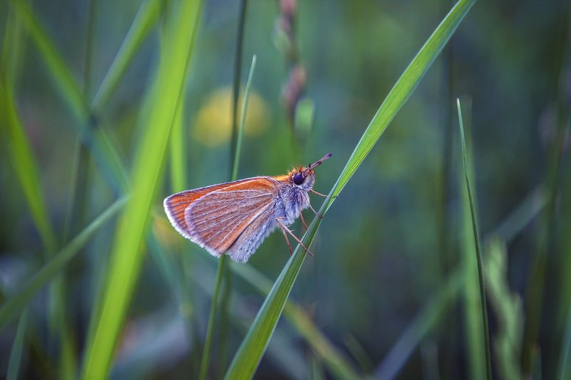 helios-44m-6, manual lens, мануальная оптика,  beautiful, красивый, moment, момент, nature, природа,  wildlife,  summer, лето, летняя, blade of grass, травинка, meadow, луг, glade, поляна,  butterfly, бабочка, moth, мотылек, Рыжая, пушистая - но не белка :)photo preview