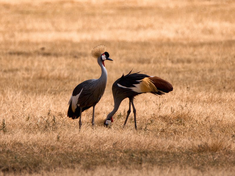 Венценосный журавльphoto preview