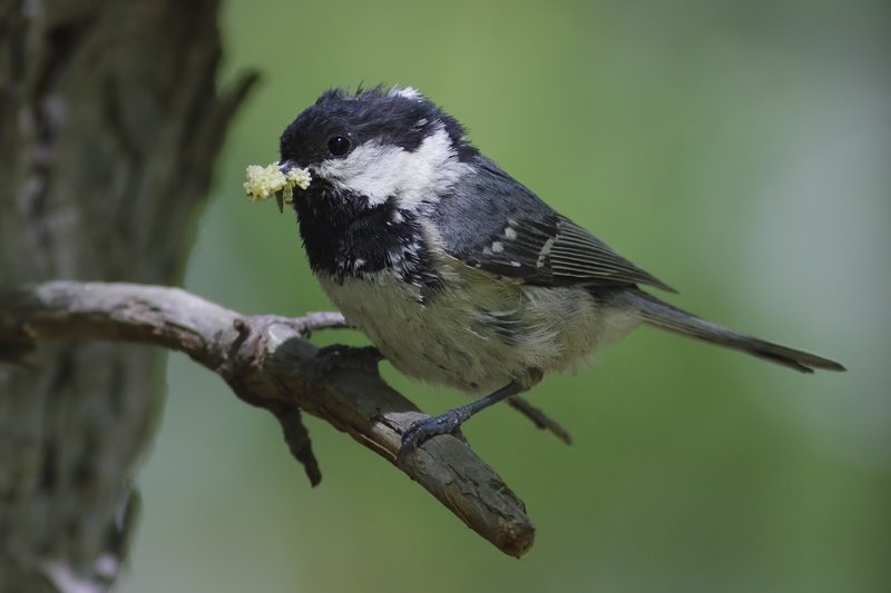 забот полон ротphoto preview