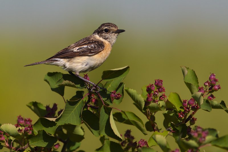 чеканкаphoto preview