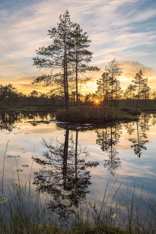 ленинградская область, ленобласть Провожая день на болотных топяхphoto preview