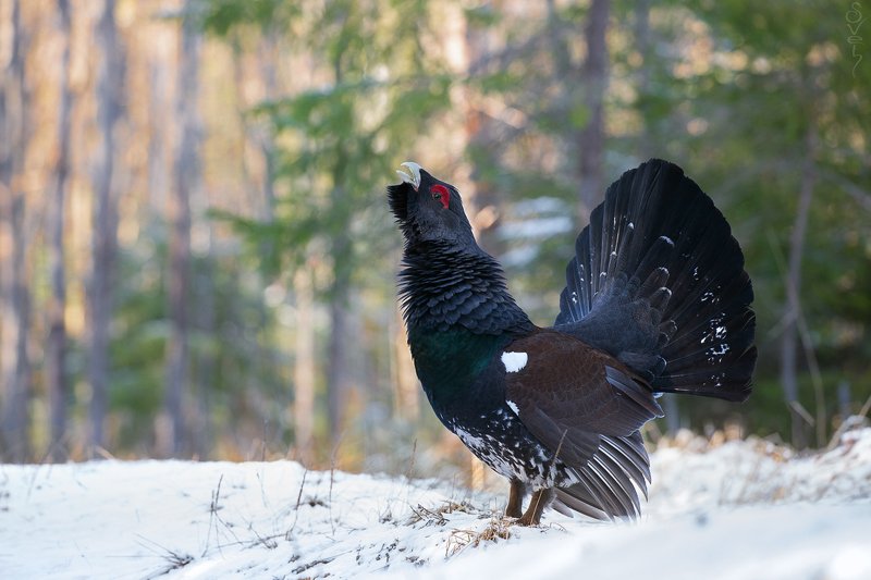 глухарь, глухариный ток глухарьphoto preview